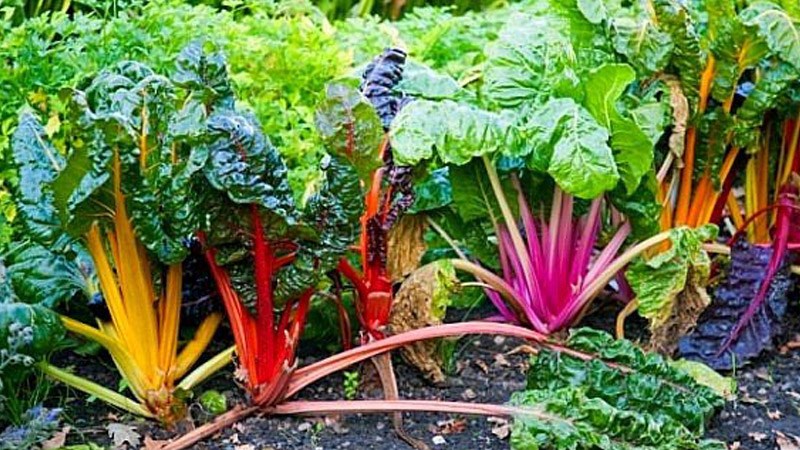 Cải cầu vồng l&agrave; cải g&igrave;?