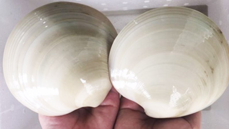 S&ograve; bơ l&agrave; con g&igrave;?