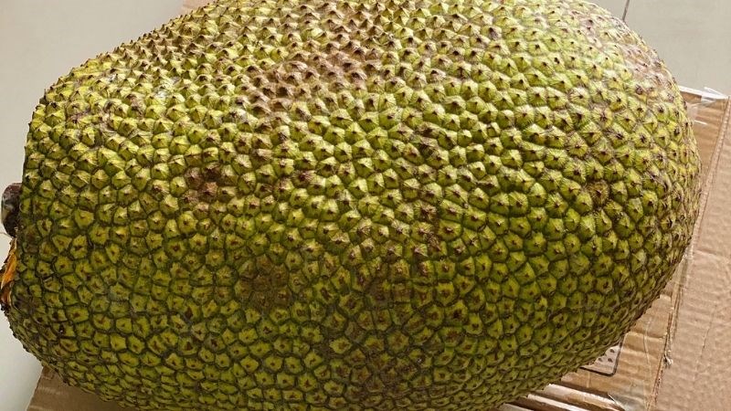 Quan s&aacute;t c&aacute;c gai v&agrave; mắt tr&ecirc;n vỏ