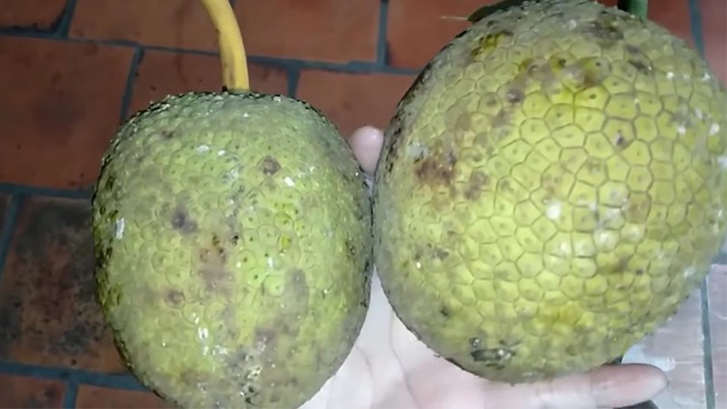 Cắt bỏ phần cuống trái sake