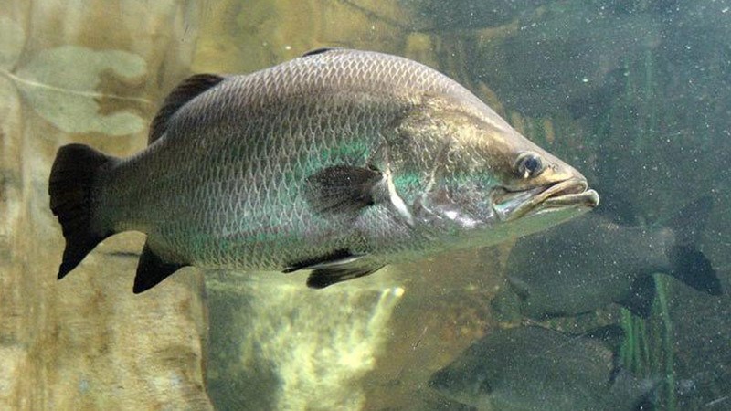 Mỹ diệt cá vược xâm hại ở sông Colorado