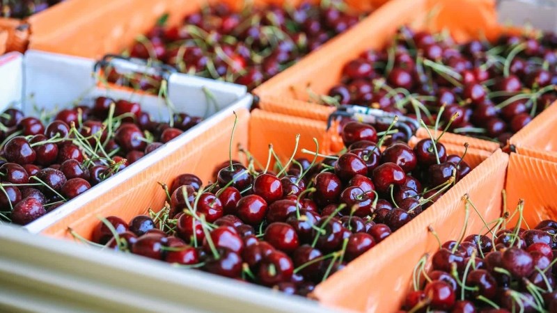 Cherry có mấy loại?