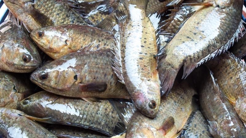 Cá Rô Đồng Giống nhanh lớn dễ nuôi  Trại cá giống chất lượng