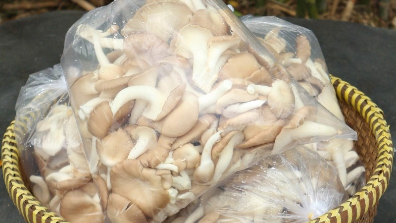 Bảo quản nấm b&agrave;o ngư tươi trong ngăn đ&ocirc;ng