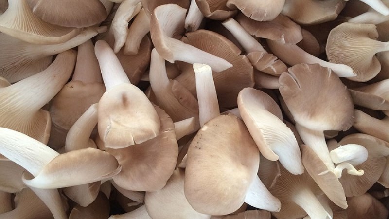 Bảo quản nấm b&agrave;o ngư tươi trong ngăn m&aacute;t