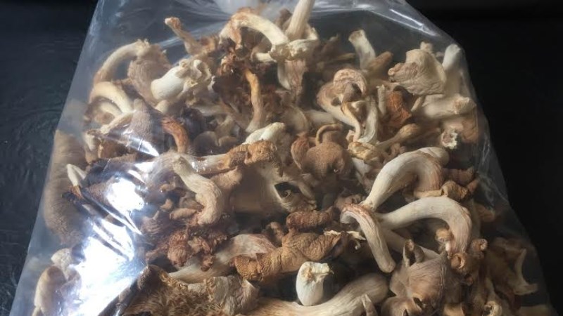 Bảo quản nấm b&agrave;o ngư kh&ocirc;