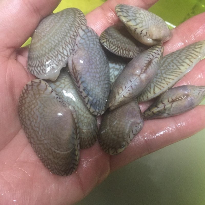 Bước 1 Sơ chế nguyên liệu Sò lụa hấp (công thức được chia sẻ từ người dùng)