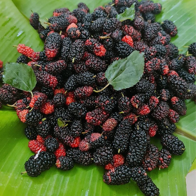 Bước 1 Sơ chế dâu tằm Siro dâu tằm đường phèn