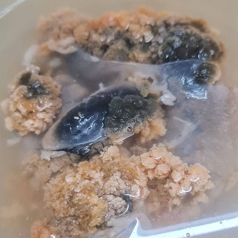 Bước 1 Sơ chế nguyên liệu Trứng cá chép chiên lá lốt (công thức được chia sẻ từ người dùng)