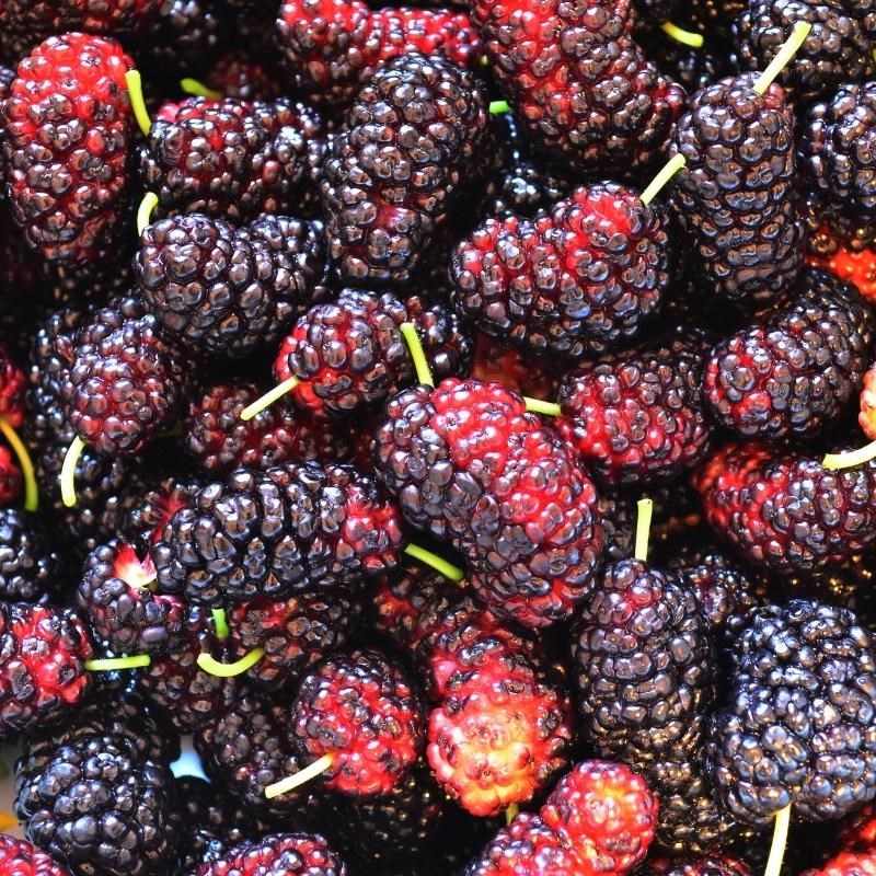 Bước 1 Sơ chế nguyên liệu Siro dâu tằm