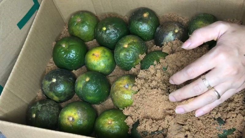 Vùi chanh vào cát ẩm để tươi lâu hơn