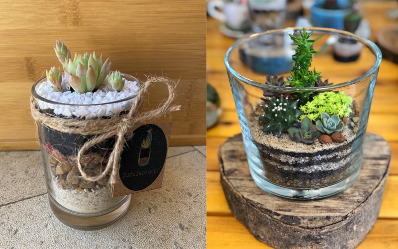 Dùng ly thủy tinh làm chậu cây