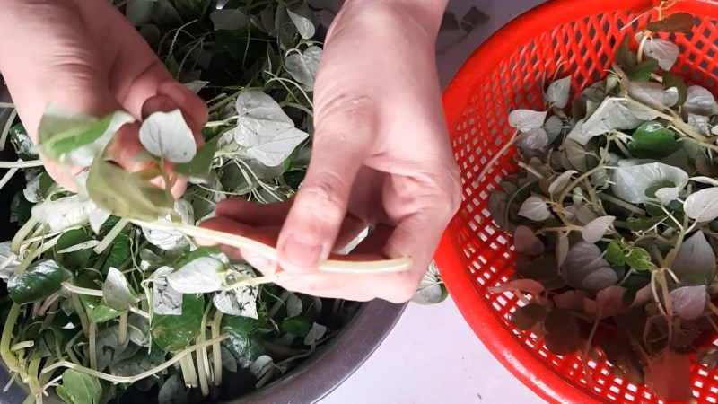 Nhặt phần bị hư, s&acirc;u của l&aacute;