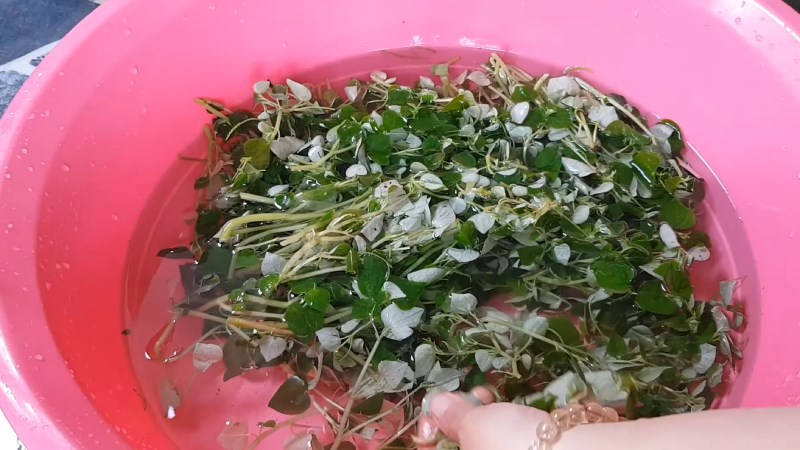 Rửa rau c&agrave;ng cua với nước sạch