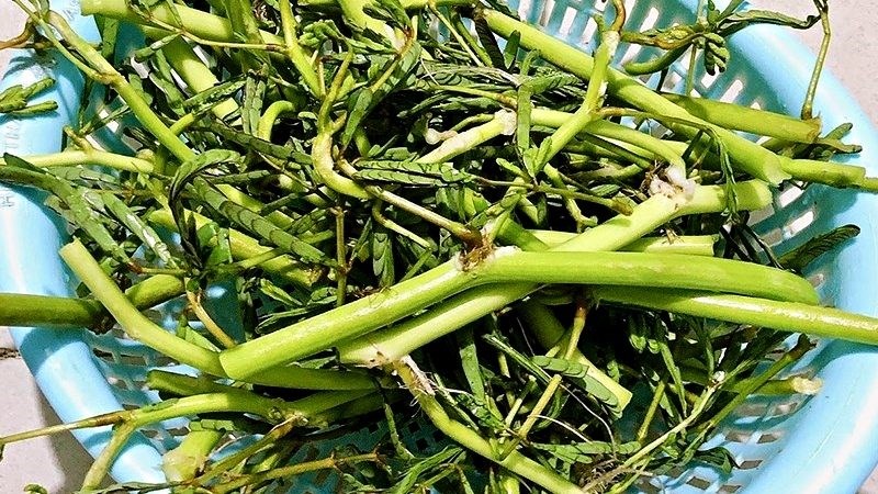 Rau nh&uacute;t để ăn sống