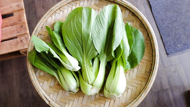 Nhặt bỏ l&aacute; cải th&igrave;a bị s&acirc;u