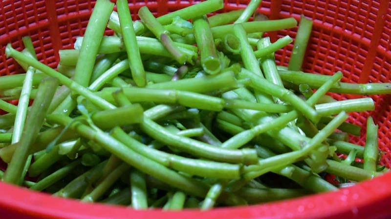 Vớt rau ngổ ra rổ