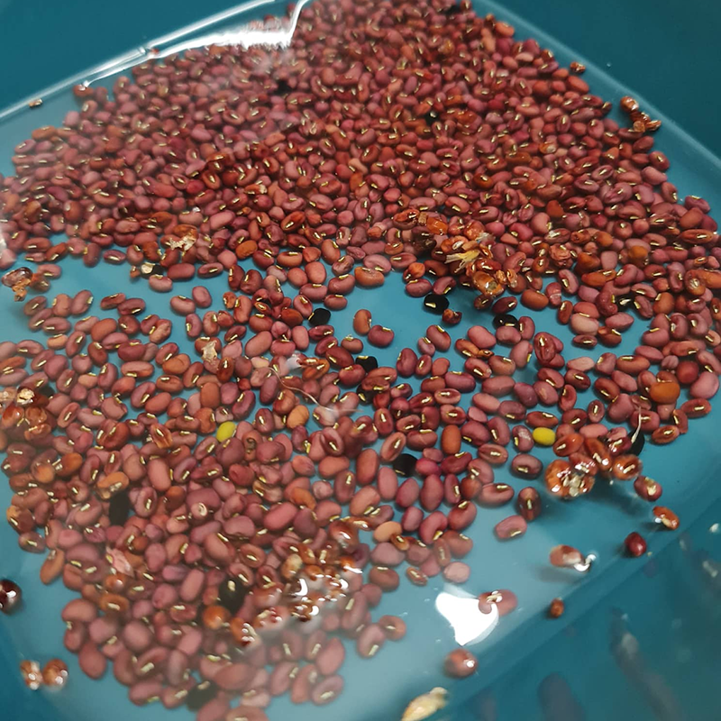Bước 1 Ngâm đậu Chè đậu đỏ bằng nồi cơm điện