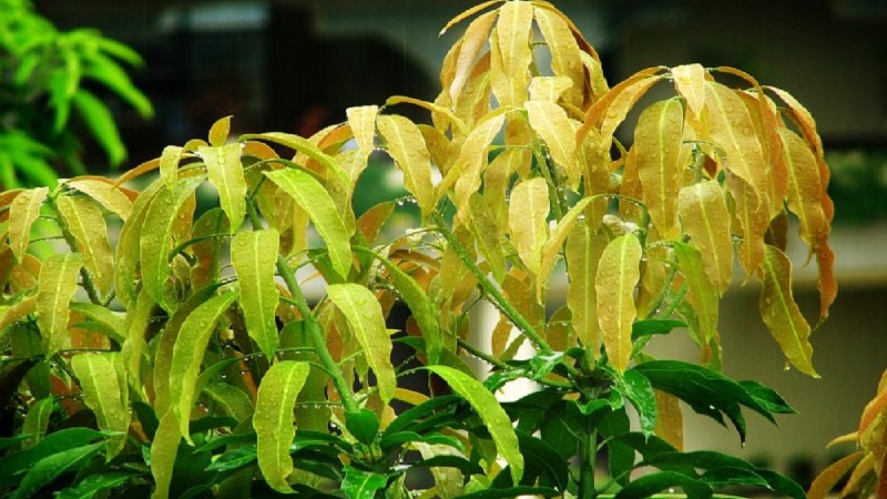 l&aacute; xo&agrave;i non