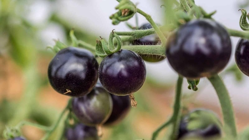 C&agrave; chua t&iacute;m