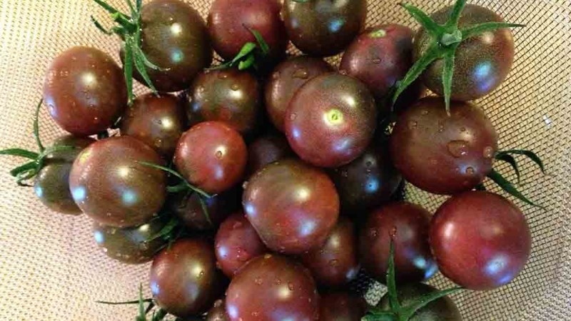 C&agrave; chua socola