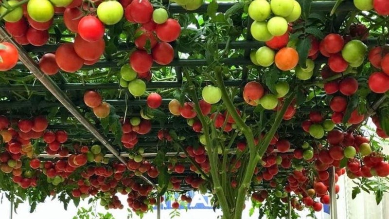 C&agrave; chua bạch tuộc