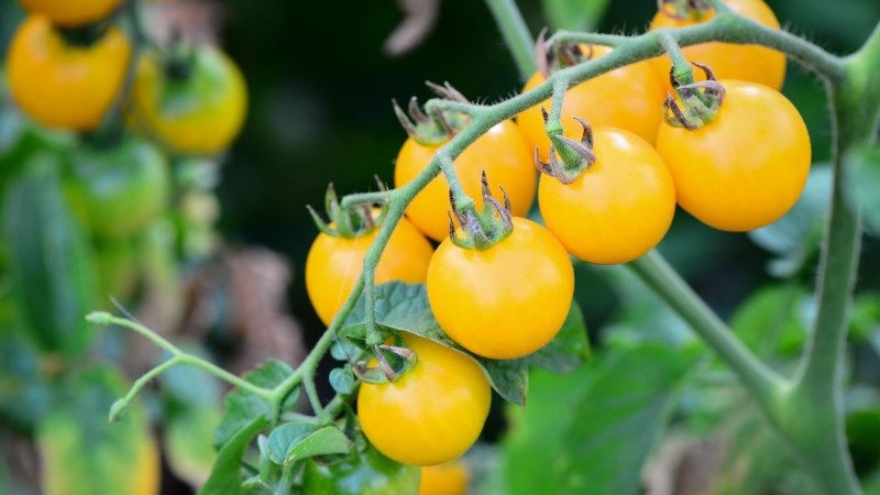 C&agrave; chua chery v&agrave;ng