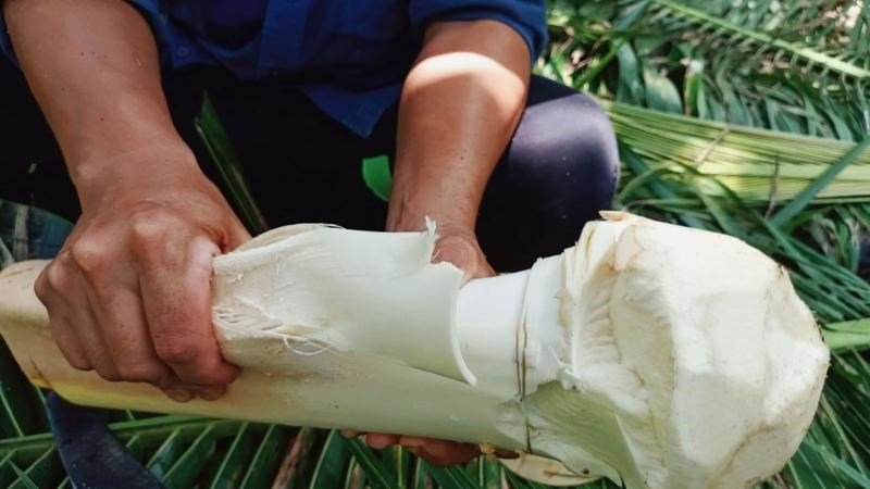 Giới thiệu củ hủ dừa