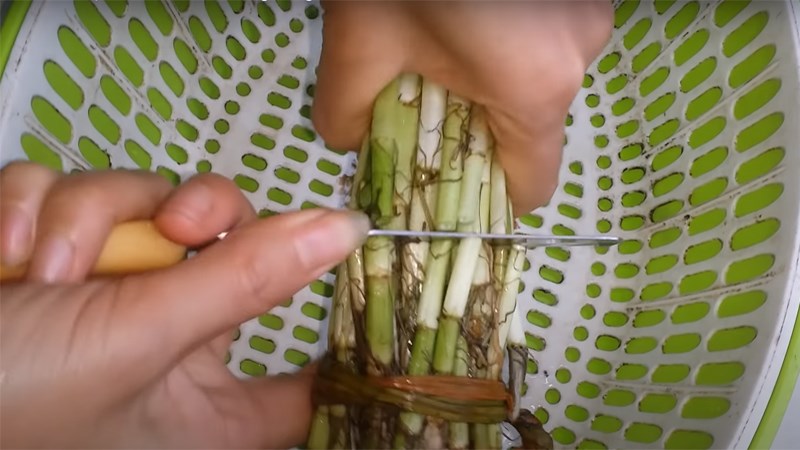 Cắt bỏ phần rễ của cần ta