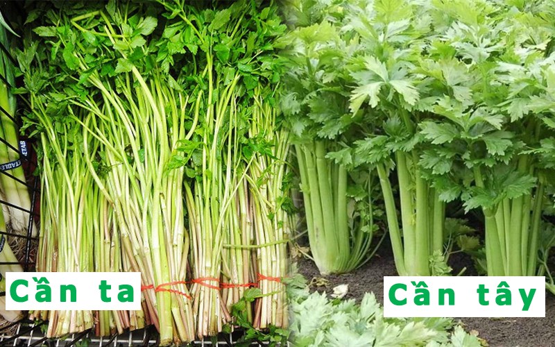 Ph&acirc;n biệt rau cần t&acirc;y v&agrave; rau cần ta