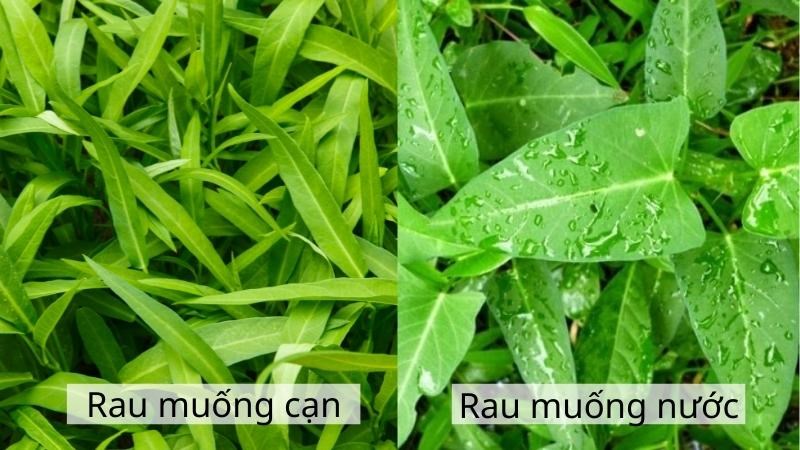 Cách phân biệt rau muống nước và rau muống cạn cực dễ