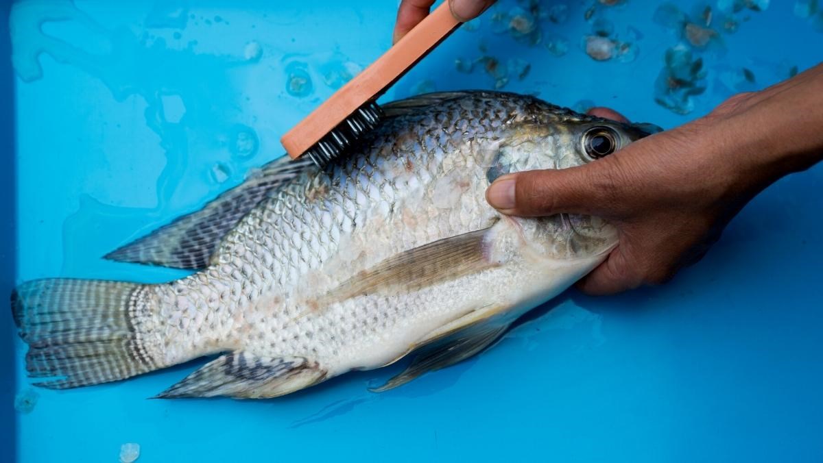 Làm sạch nhớt cá