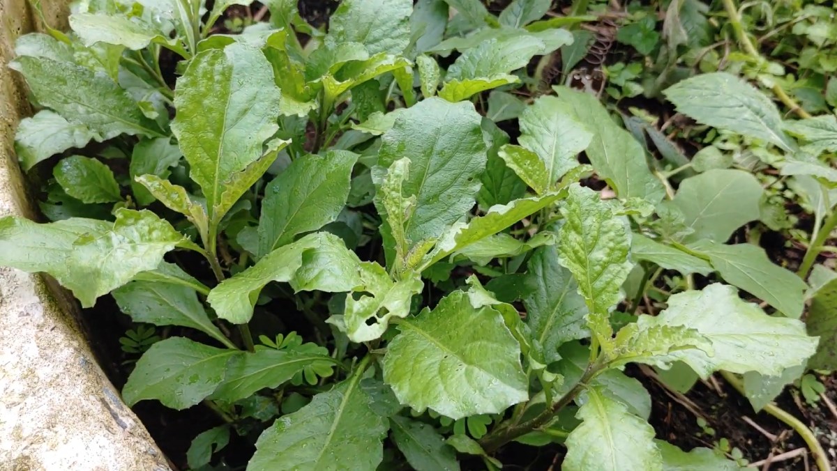 Cải trời là rau gì?