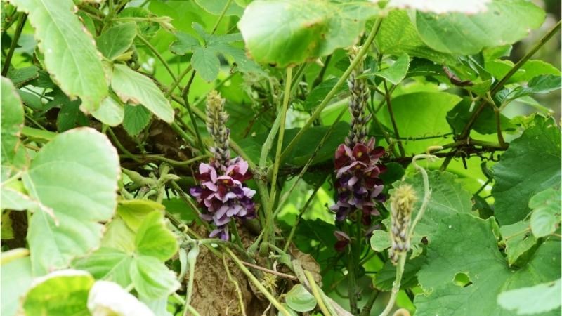 L&aacute; v&agrave; hoa của c&acirc;y sắn d&acirc;y