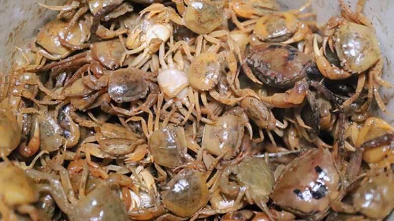 Cua đồng sau khi dội nước s&ocirc;i