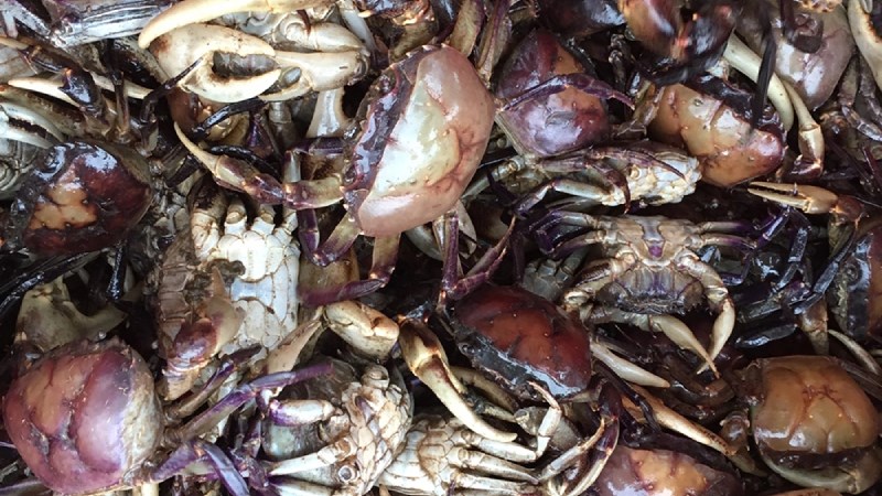 Cua đồng bị ngất đi sau khi cho v&agrave;o tủ lạnh