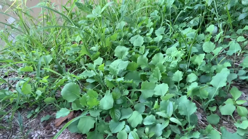 Cải trời mọc tự nhi&ecirc;n ở chỗ đất trống trong vườn