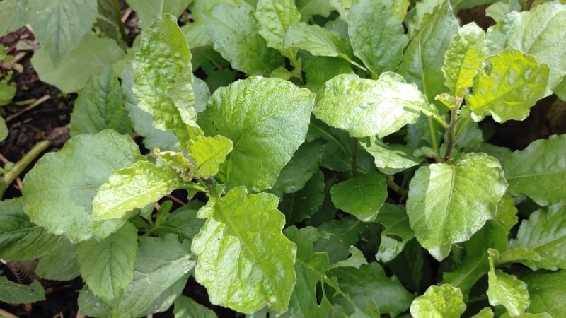 C&acirc;y cải trời