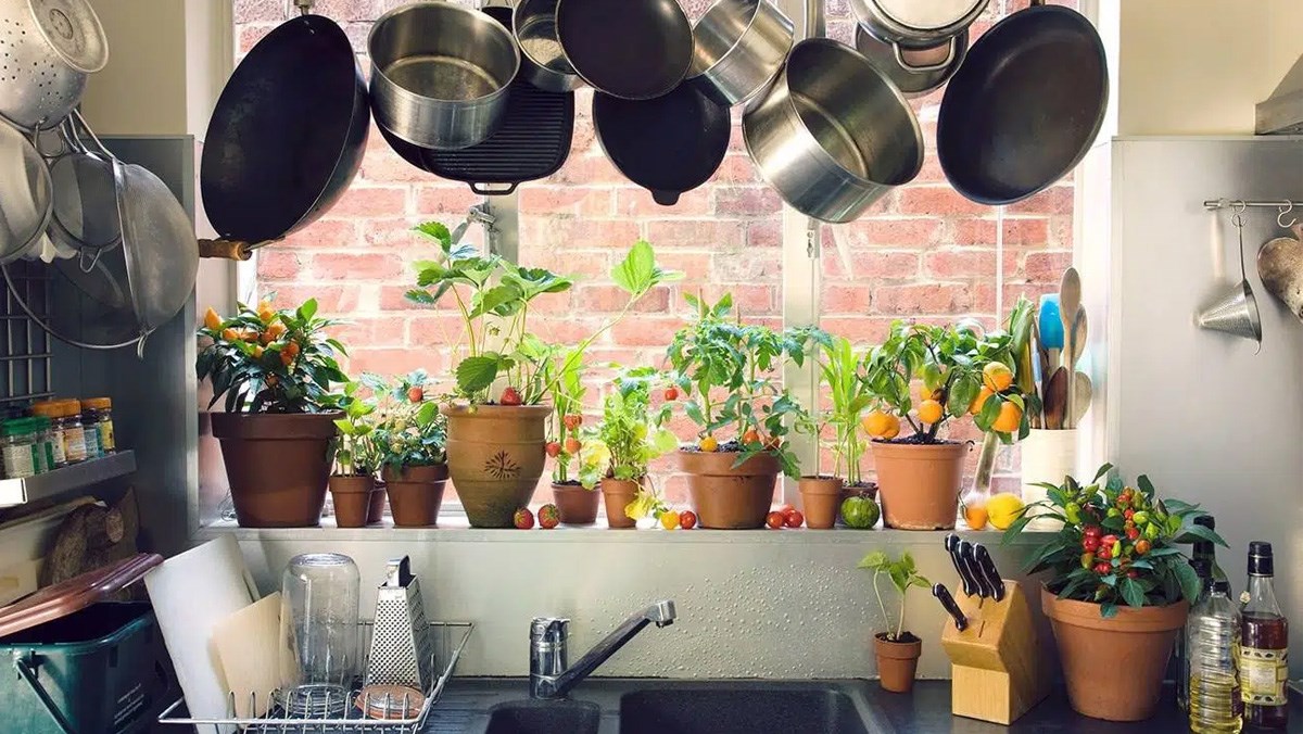 Top 10 cây gì hút mùi nhà bếp hiệu quả và dễ trồng tại nhà