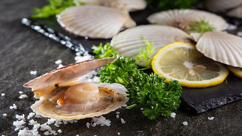 Lợi &iacute;ch của s&ograve; điệp 