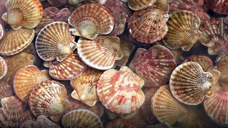 C&aacute;ch l&agrave;m s&ograve; điệp hấp 