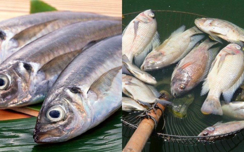 Chọn c&aacute; ngon