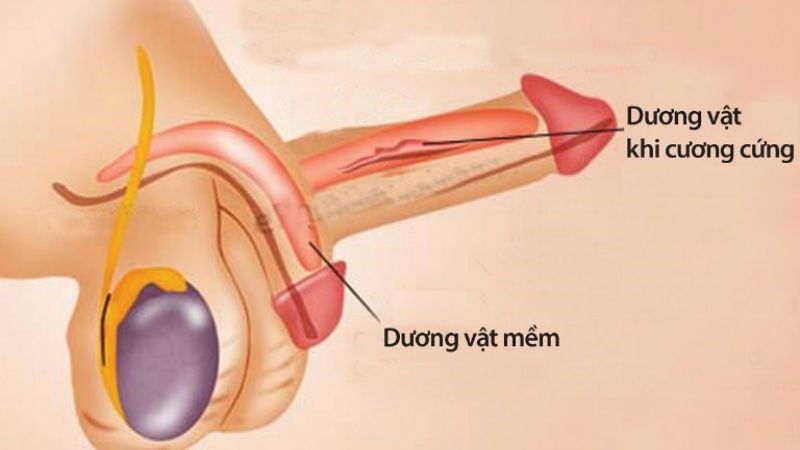 Dương vật của nam giới có xu hướng cương cứng khi bị kích thích