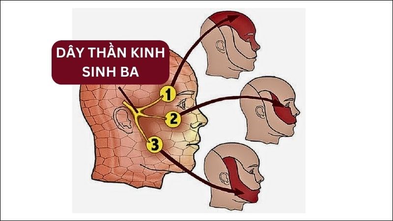 Dây thần kinh sinh ba điều khiển các cơ vùng mặt