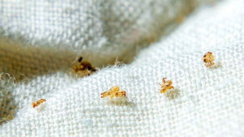 Rận cơ thể trên quần áo