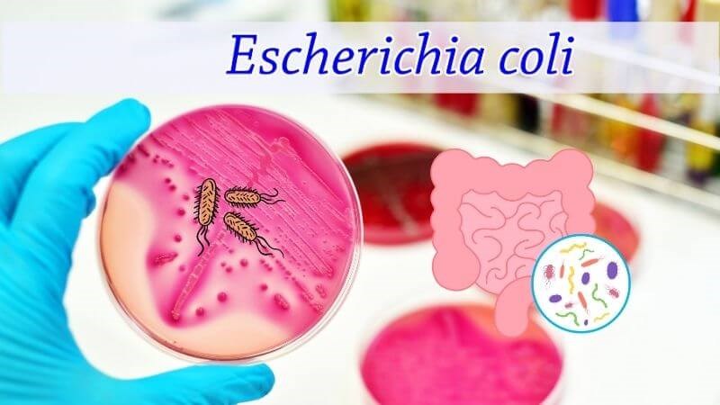 E.coli là vi khuẩn sống chủ yếu trong đường tiêu hóa của người