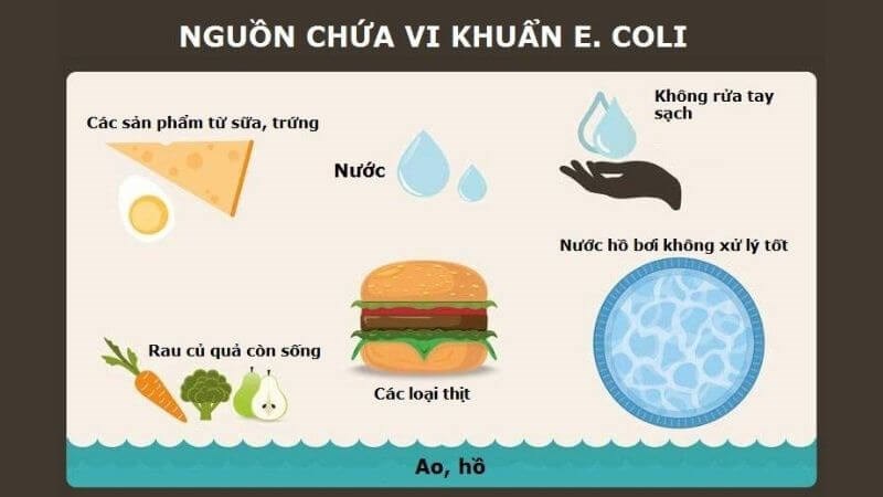 Nguồn lây nhiễm E.coli rất đa dạng