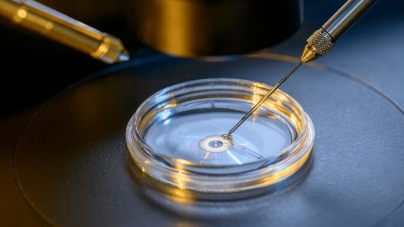 Thụ tinh trong ống nghiệm giúp các cặp vợ chồng hiếm muộn có con
