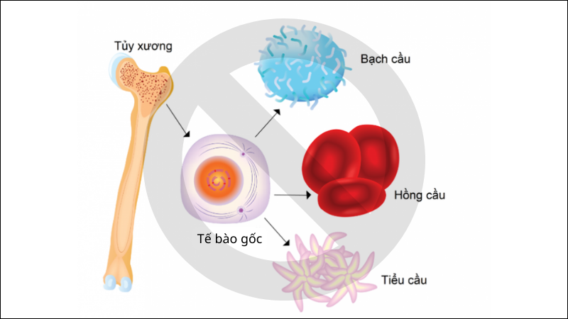 Các thuốc ức chế tủy xương giúp giảm khả năng sinh hồng cầu Các thuốc ức chế tủy xương giúp giảm khả năng sinh hồng cầu