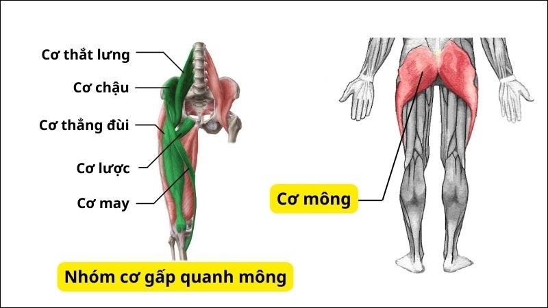 Nhóm cơ gấp quanh mông co ngắn lại khiến cơ mông phải giãn dài ra